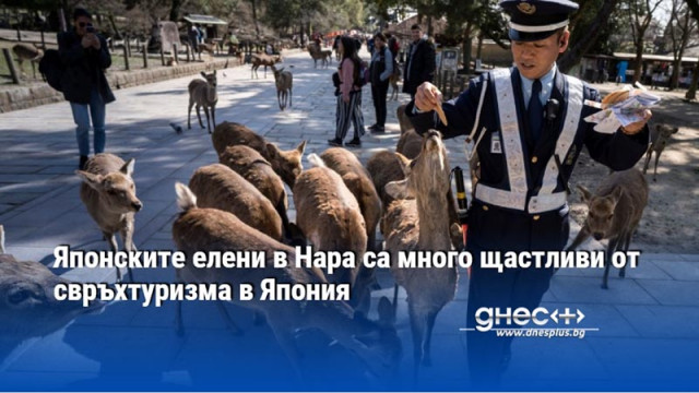 Японските елени в Нара са много щастливи от свръхтуризма в Япония