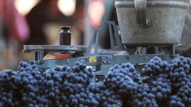 Производители на грозде протестират, не искат кантари в лозята