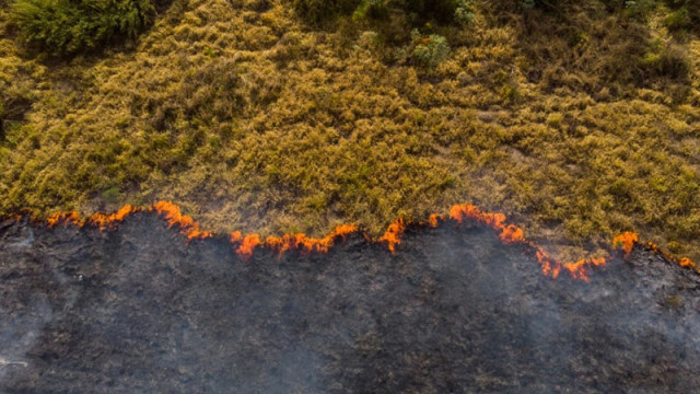 Пожарникари и доброволци овладяха пожар до борова гора край Златоград
