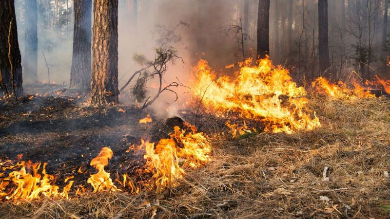 Пожар от РС Македония заплашва да влезе в България