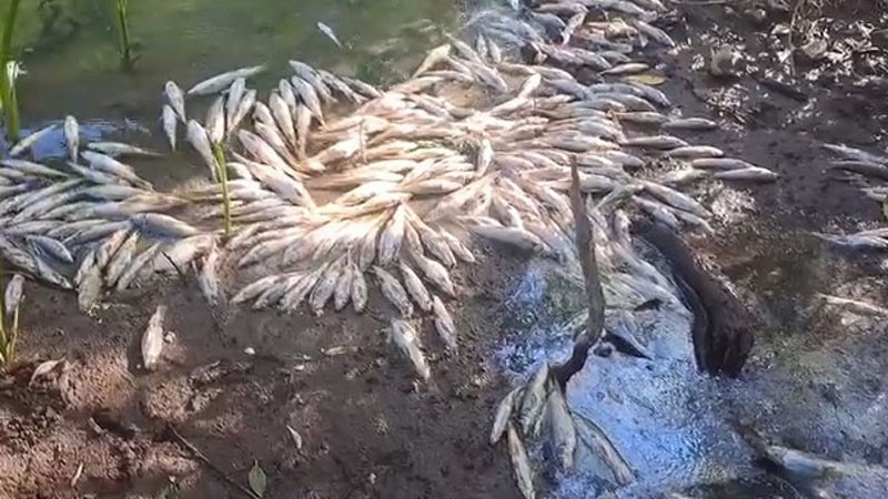 Мъртва риба изплува в Струма, полицията се самосезира (ВИДЕО)