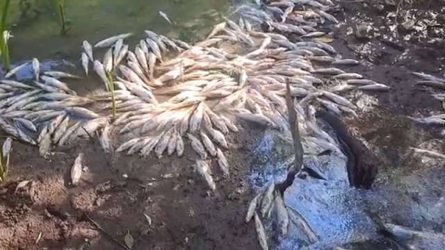 Мъртва риба изплува в Струма, полицията се самосезира (ВИДЕО)