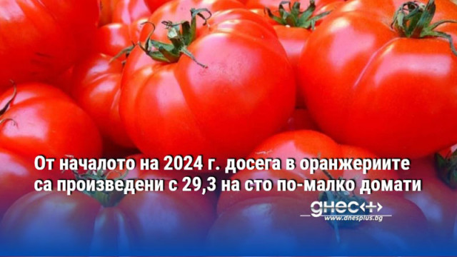 От началото на 2024 г. досега в оранжериите са произведени с 29,3 на сто по-малко домати