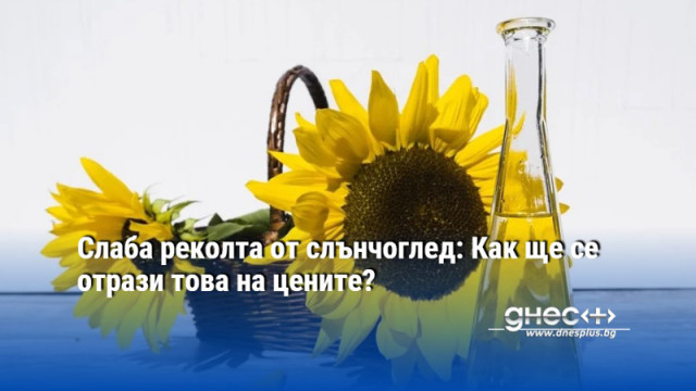 Слаба реколта от слънчоглед отчитат производителите тази година Преработватели сигнализират