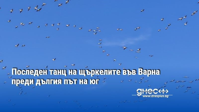 Последен танц на щъркелите във Варна преди дългия път на юг (СНИМКИ И ВИДЕО)