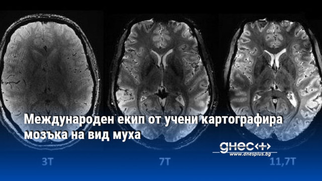 Изучаването на дрозофилата представлява важна стъпка в разбирането на механизма