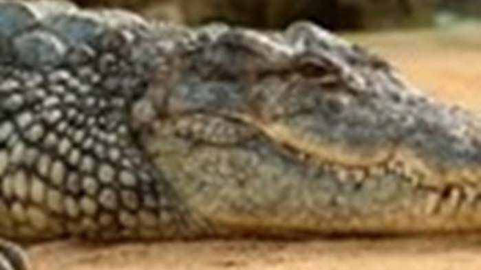 Трети случай на забелязан крокодил в река в Германия