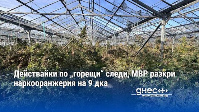 Действайки по „горещи“ следи, МВР разкри наркооранжерия на 9 дка