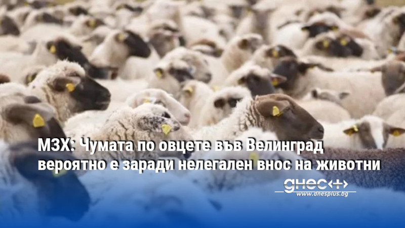 МЗХ: Чумата по овцете във Велинград вероятно е заради нелегален внос на животни