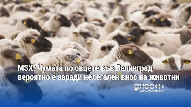 МЗХ: Чумата по овцете във Велинград вероятно е заради нелегален внос на животни