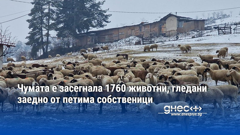 Чумата е засегнала 1760 животни, гледани заедно от петима собственици