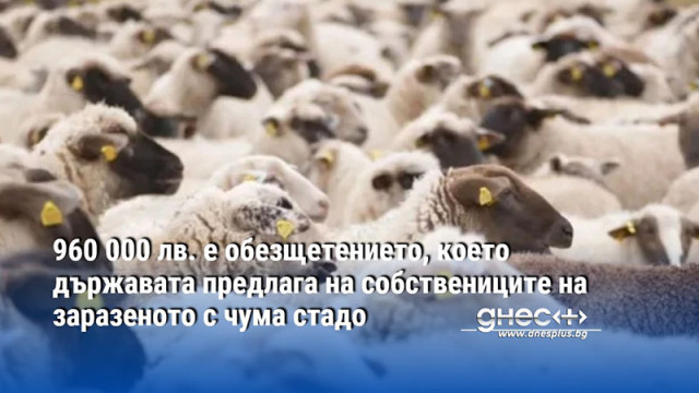 960 000 лв. е обезщетението, което държавата предлага на собствениците на заразеното с чума стадо