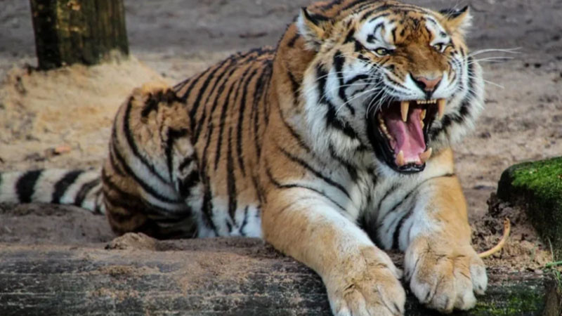Тигър нападна, нахапа и уби служител в зоопарк в Румъния