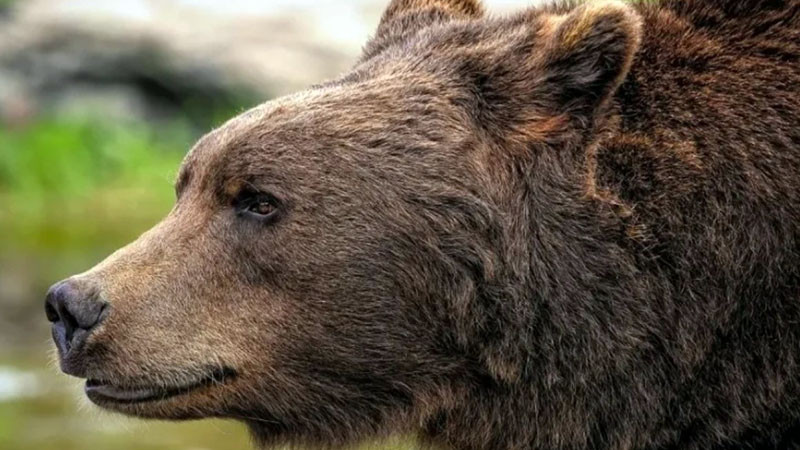 В Япония мъж намери в дома си мечка, заспала под