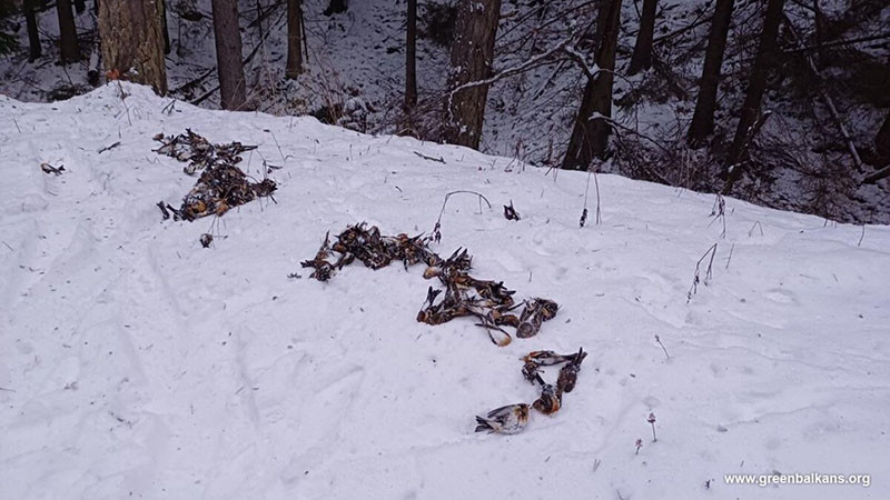 Националната полиция се зае със случая с мъртвите птици след зарята в Копривщица