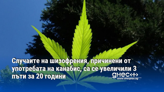 Случаите на шизофрения, причинени от употребата на канабис, са се увеличили 3 пъти за 20 години