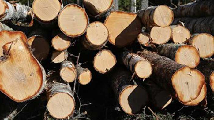 Бракониери отсякоха 130 дървета в Еленския балкан