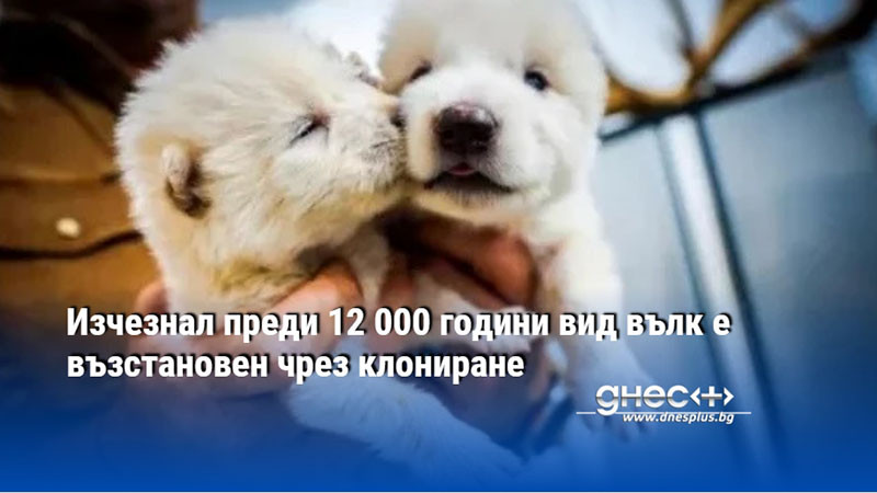 Изчезнал преди 12 000 години вид вълк е възстановен чрез клониране