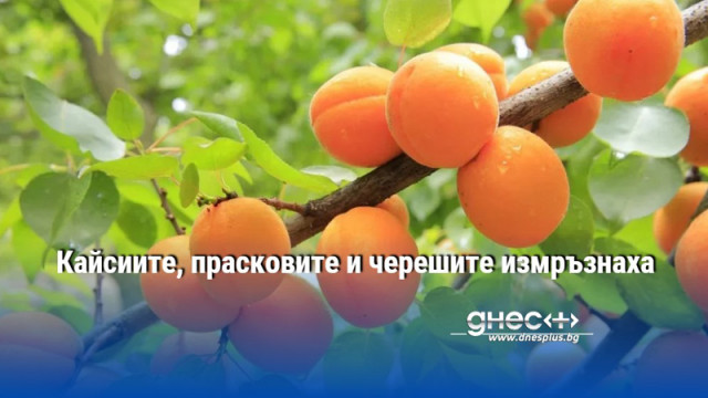 Кайсиите, прасковите и черешите измръзнаха