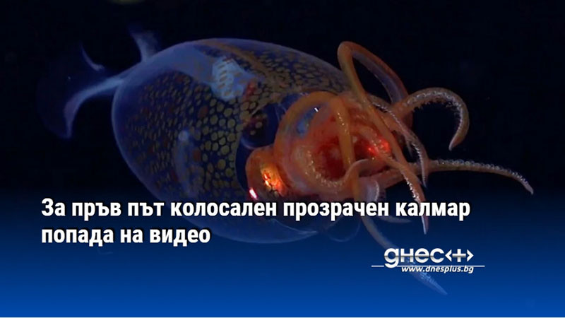 За пръв път колосален прозрачен калмар попада на видео