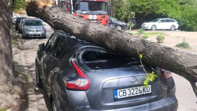 Паднало дърво е премазало автомобил в столицата От снимки във