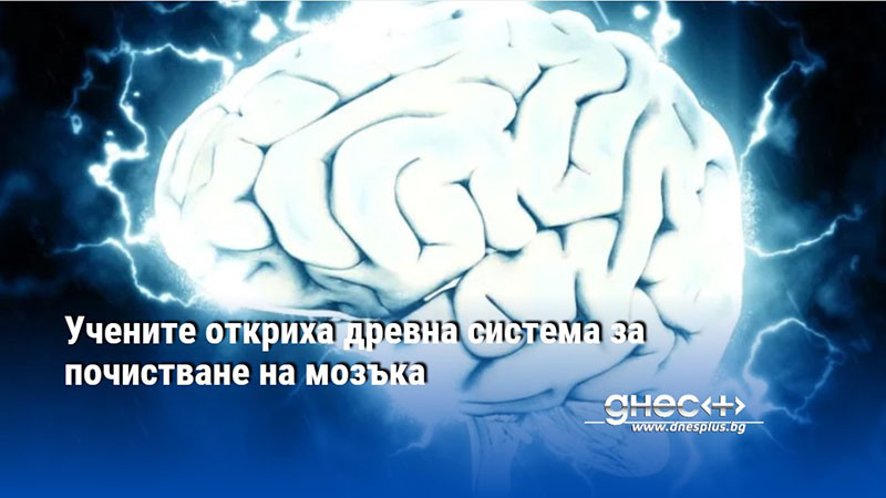 Учените откриха древна система за почистване на мозъка