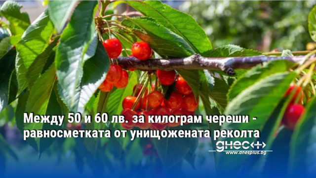 Между 50 и 60 лв. за килограм череши - равносметката от унищожената реколта