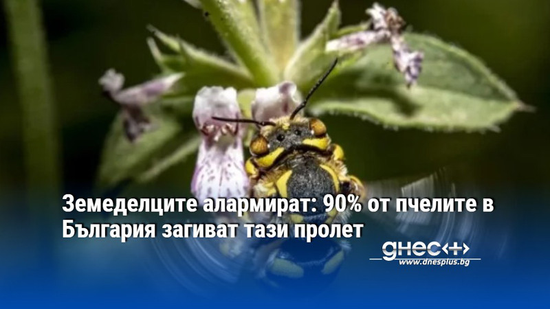 Земеделците алармират: 90% от пчелите в България загиват тази пролет