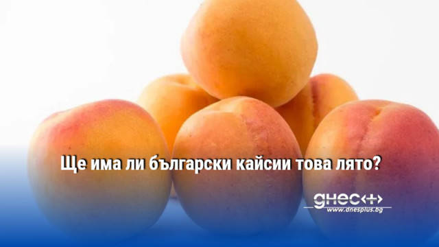 Ще има ли български кайсии това лято?