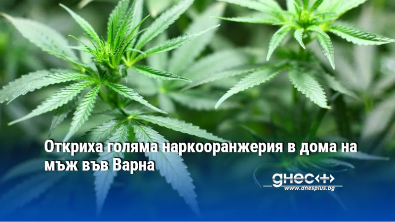 Откриха голяма наркооранжерия в дома на мъж във Варна