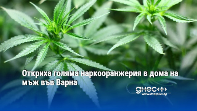 Откриха голяма наркооранжерия в дома на мъж във Варна