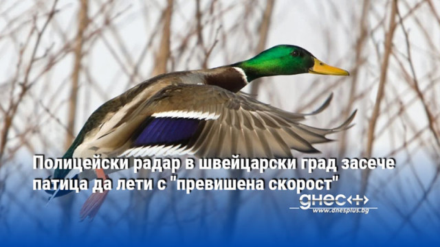 Полицейски радар в швейцарски град засече патица да лети с "превишена скорост"
