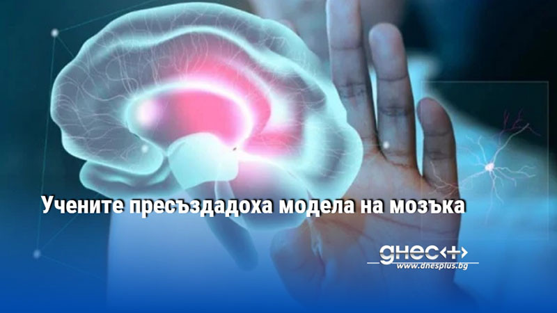 Учените пресъздадоха модела на мозъка