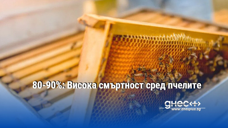 80-90%: Висока смъртност сред пчелите