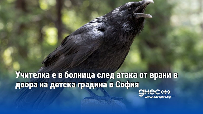 Учителка е в болница след атака от врани в двора на детска градина в София