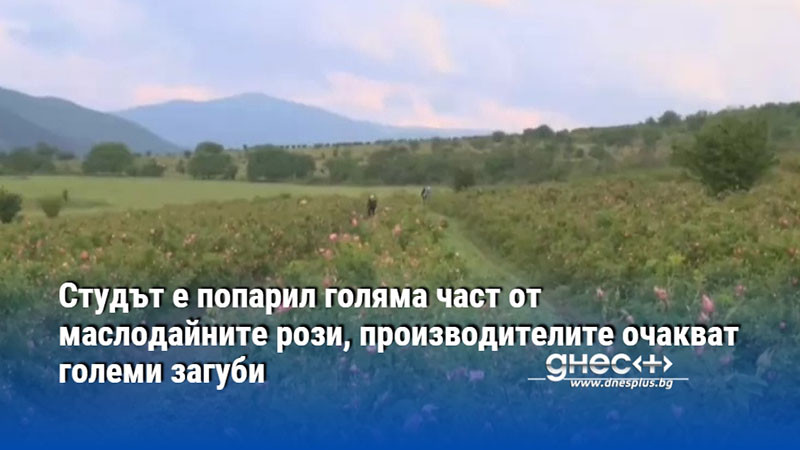 Студът е попарил голяма част от маслодайните рози, производителите очакват големи загуби