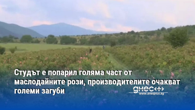Студът е попарил голяма част от маслодайните рози, производителите очакват големи загуби