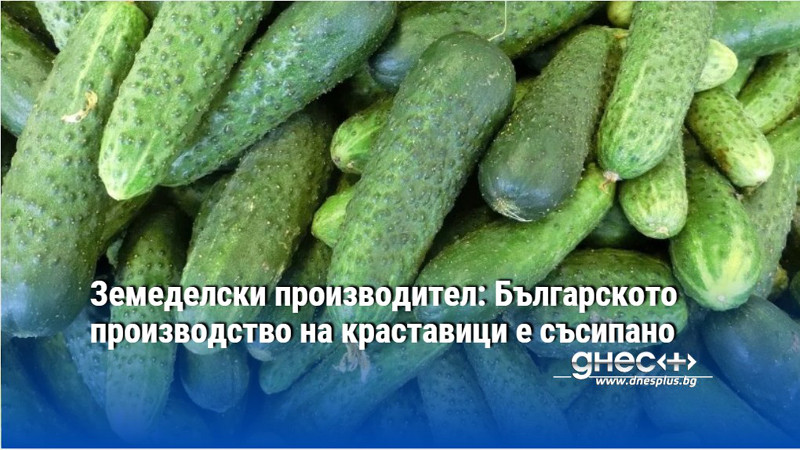 Земеделски производител: Българското производство на краставици е съсипано