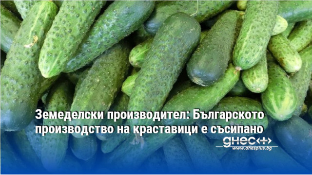 Земеделски производител: Българското производство на краставици е съсипано