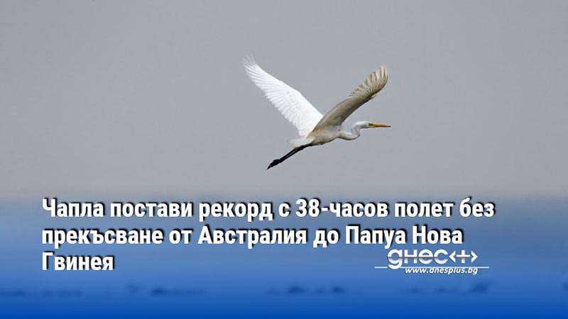 Чапла постави рекорд с 38-часов полет без прекъсване от Австралия до Папуа Нова Гвинея