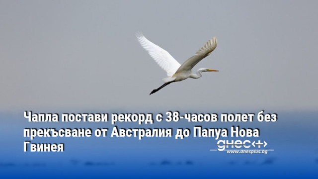 Чапла постави рекорд с 38-часов полет без прекъсване от Австралия до Папуа Нова Гвинея