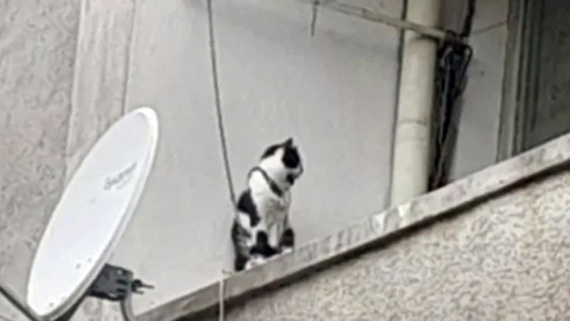 Котка, завързана с верига на балкон в Сливен