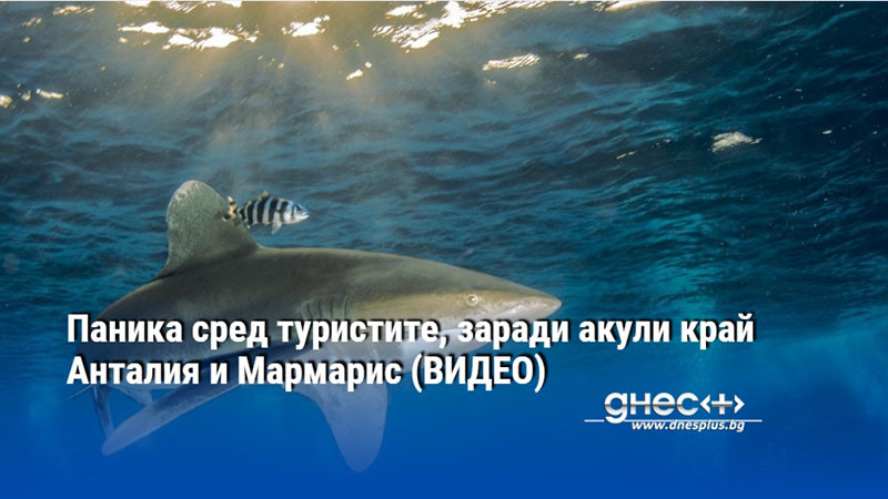 Паника сред туристите, заради акули край Анталия и Мармарис (ВИДЕО)