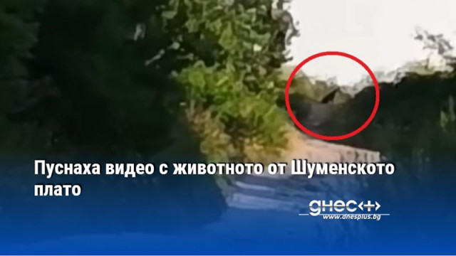 Пуснаха видео с животното от Шуменското плато