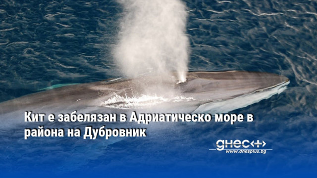 Кит е забелязан в Адриатическо море в района на Дубровник