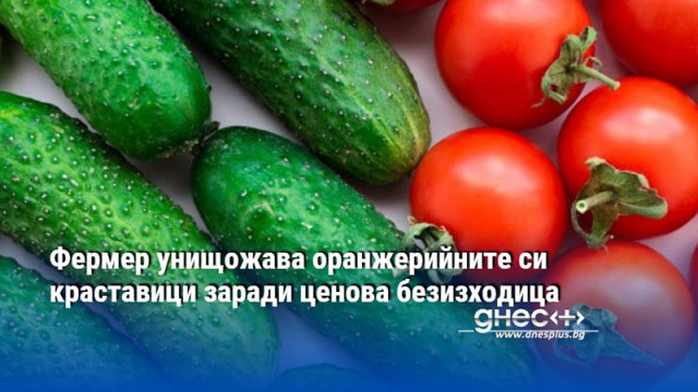 Фермер унищожава оранжерийните си краставици заради ценова безизходица