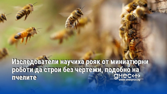 Изследователи научиха рояк от миниатюрни роботи да строи без чертежи, подобно на пчелите