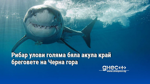 Рибар улови голяма бяла акула край бреговете на Черна гора