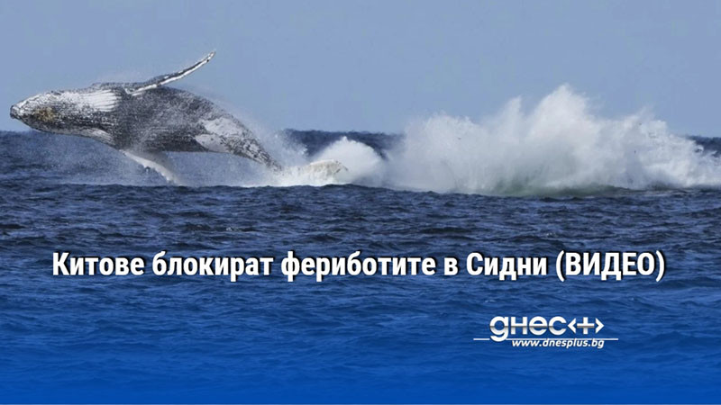 Китове блокират фериботите в Сидни (ВИДЕО)
