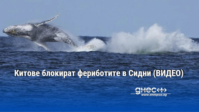 Китове блокират фериботите в Сидни (ВИДЕО)